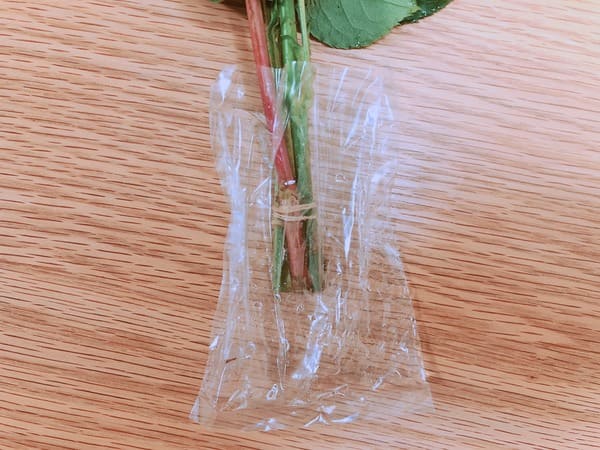 BloomeeLIFE茎